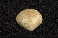 藏品(普通文蛤)的圖片